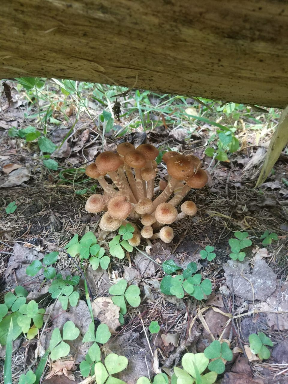 Honey mushrooms - My, Honey mushrooms, Silent hunt, Longpost