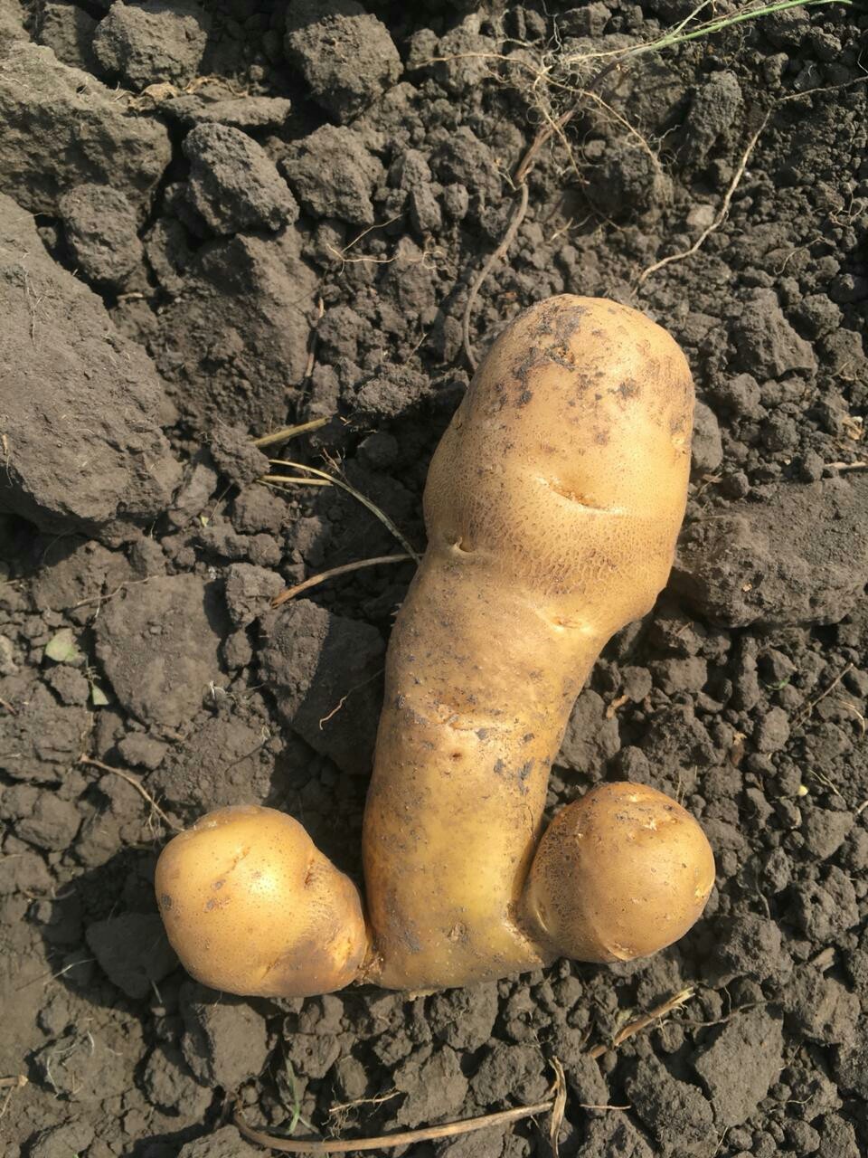 The harvest is not the same! - NSFW, My, Harvest, Potato