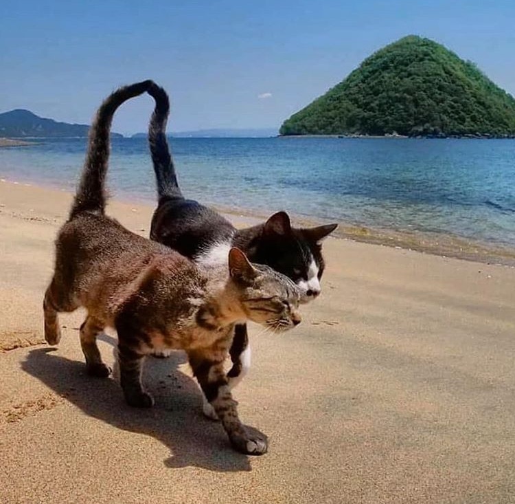 Romantic catwalk on the beach.. - cat, Friends, Beach, beauty, Milota