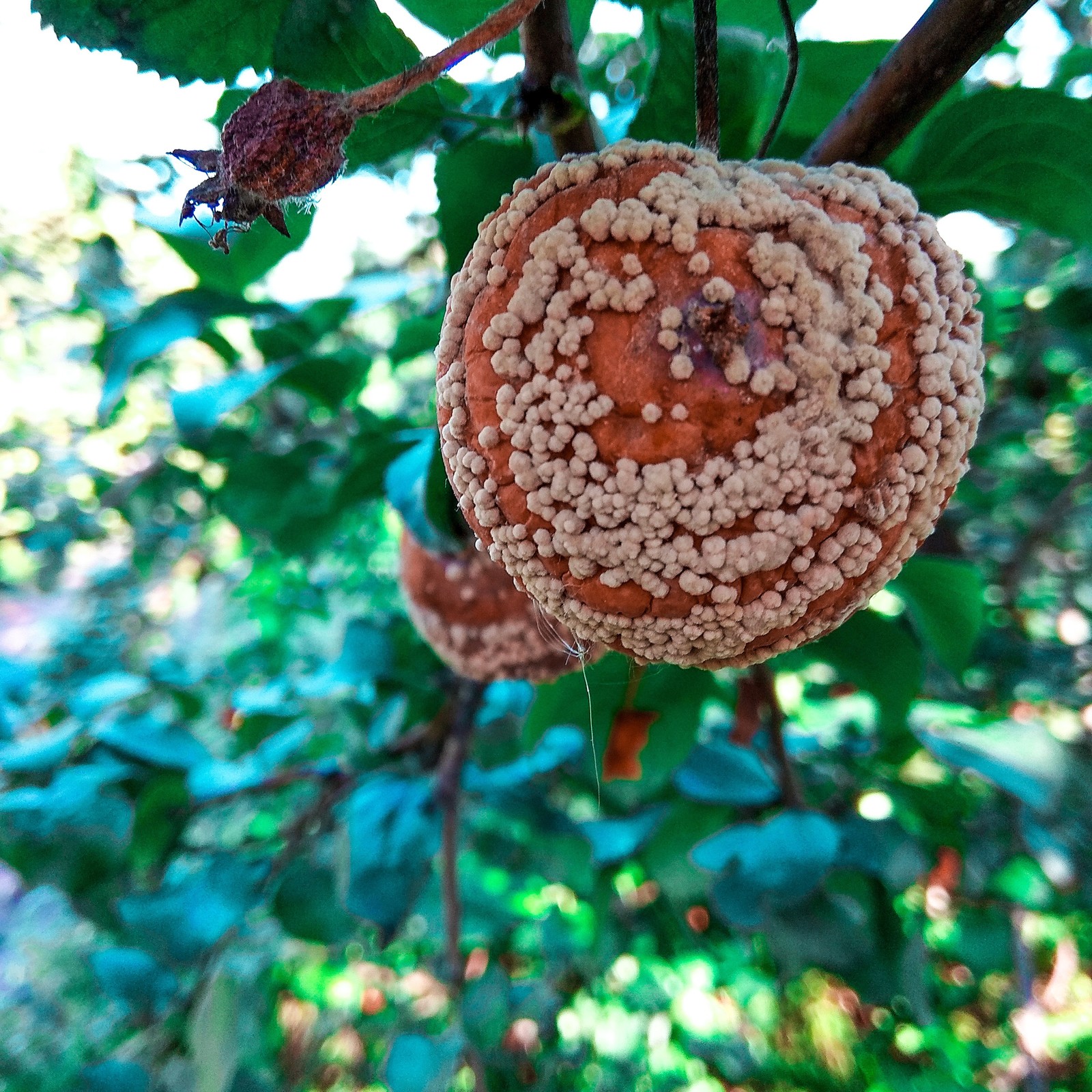 rotten apple - Apples, Harvest, Trypophobia, Rot