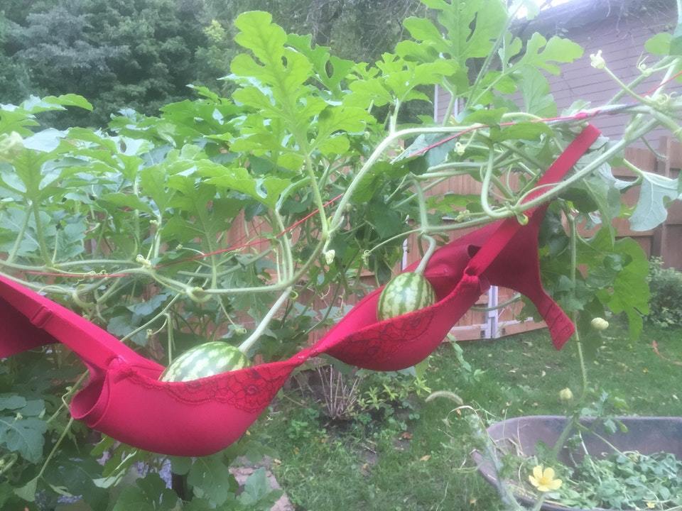 How cute are your watermelons? - Watermelon, Bra, With your own hands