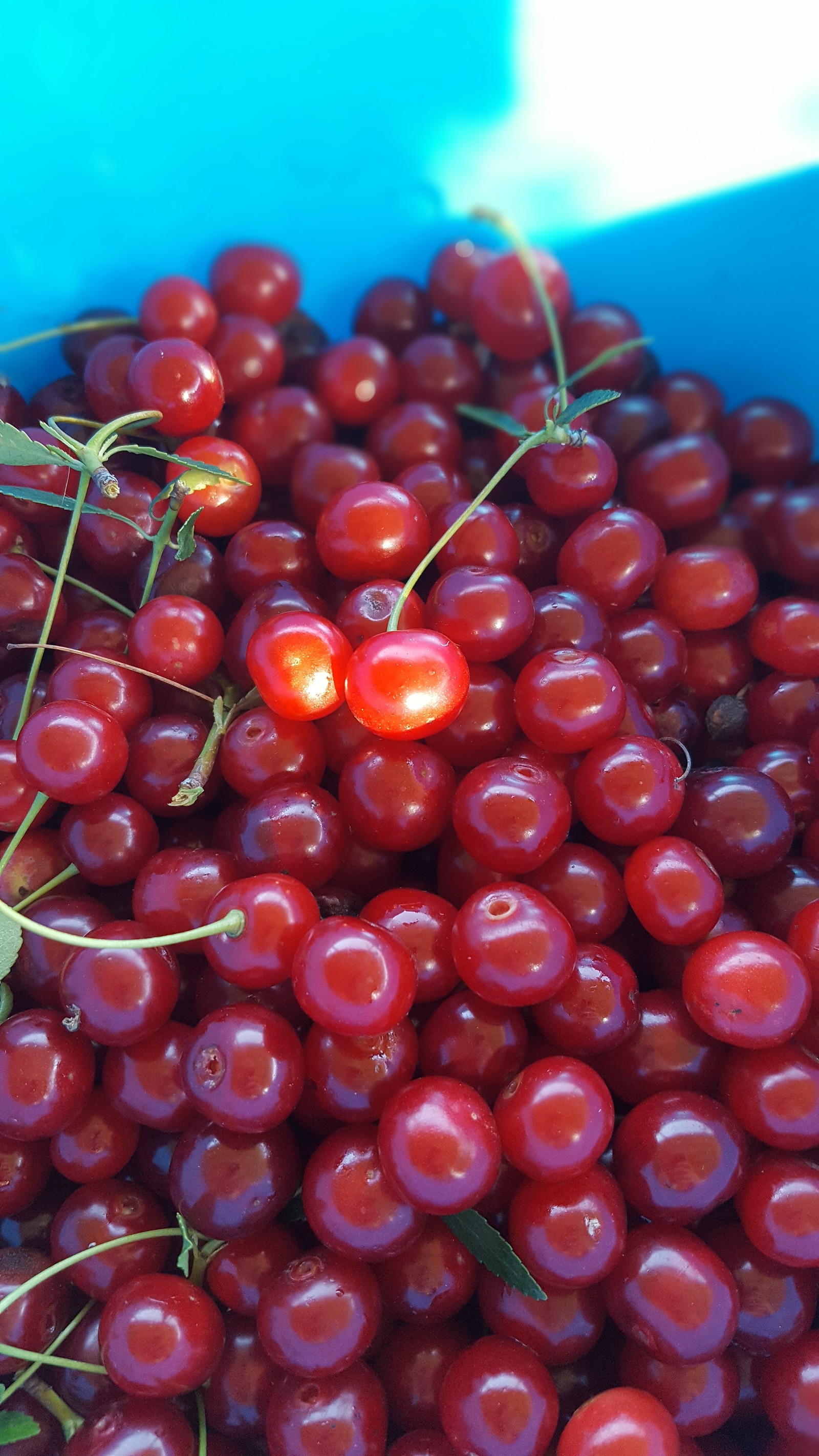 Just berries. - My, Berries, Harvest, Samsung Galaxy S6, The photo, Cherry, Raspberries, Juneberry, Longpost