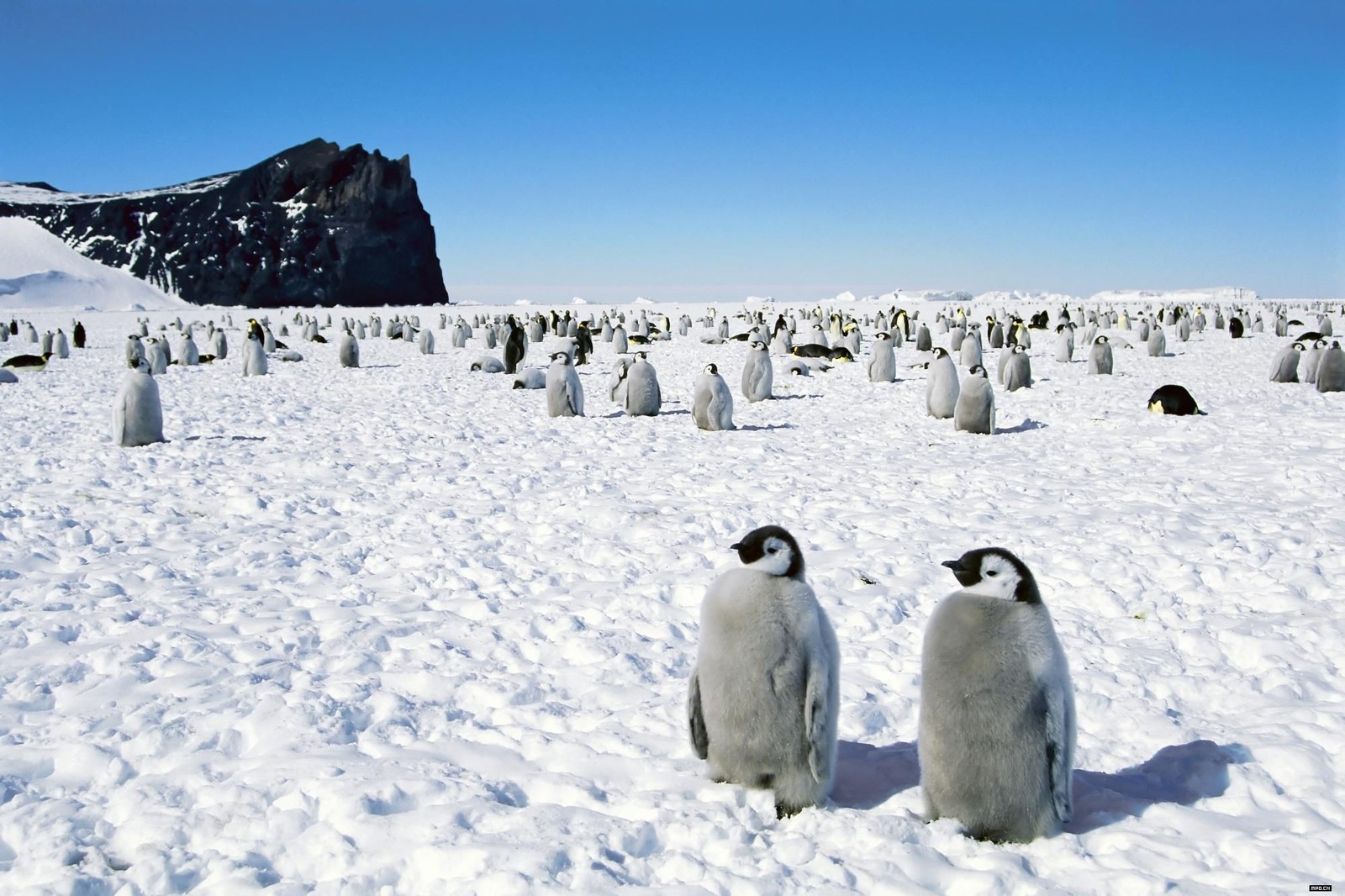 Rich rappers in expensive outfits on a beach of pure white sand - My, Humor, Penguins