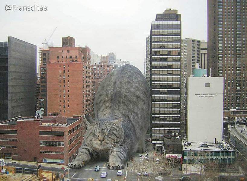 Cotzilla - cat, Town, The photo, Photoshop