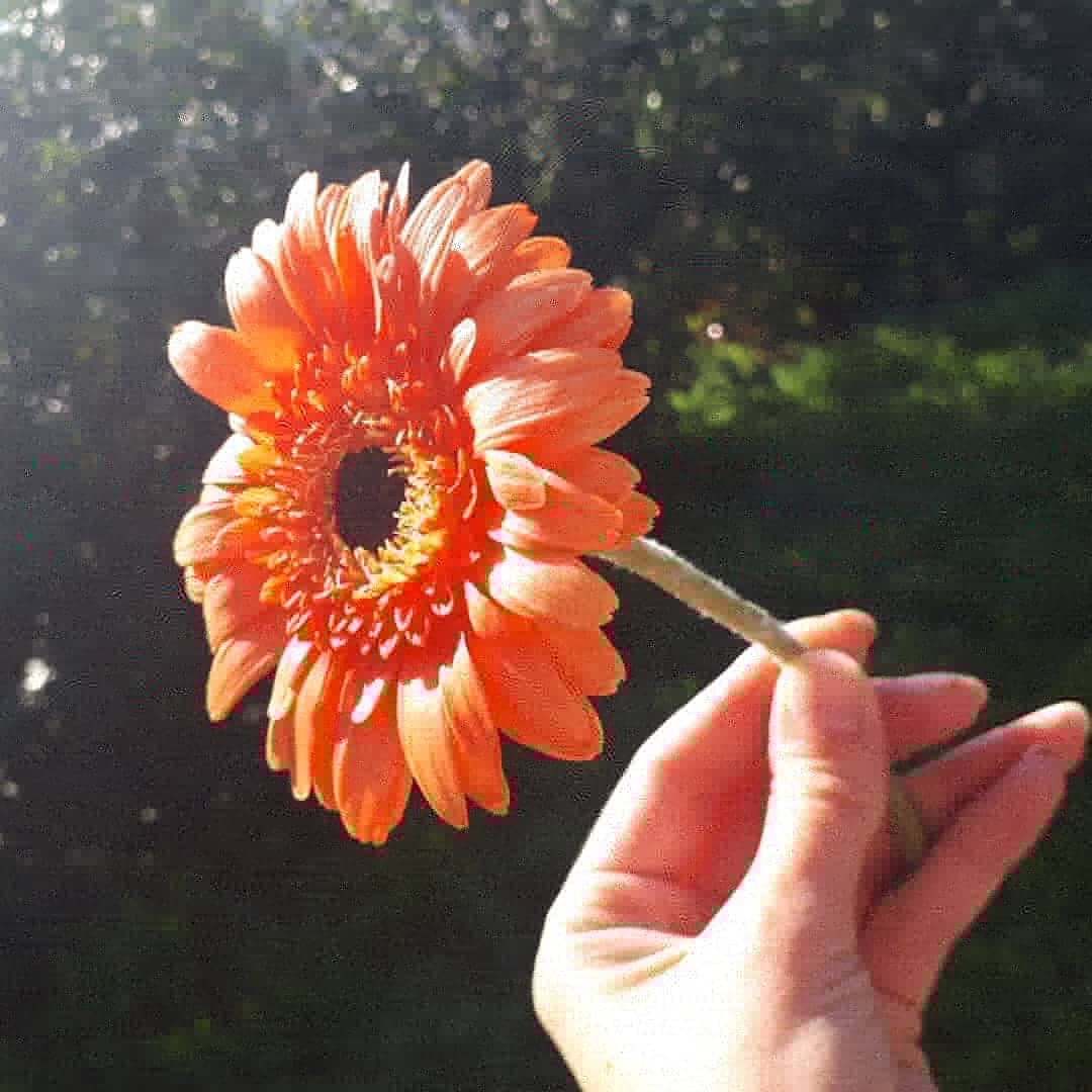 Orange handmade gerbera - My, Gerberas, Polymer clay, Needlework with process, Cold porcelain, Flowers, Longpost