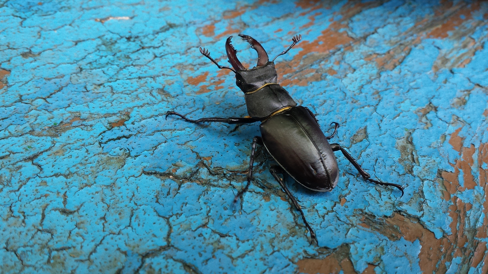 Stag beetle - My, Insects, Жуки, The photo