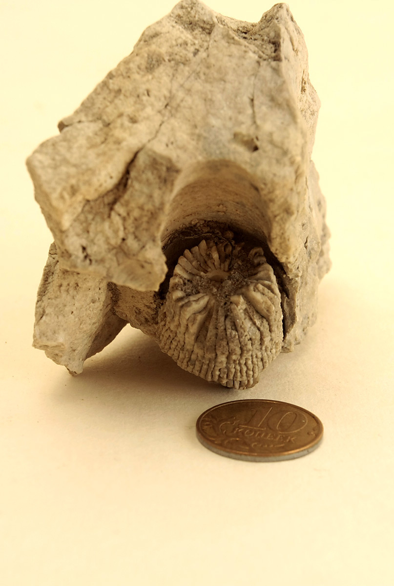 Tell me what is it? - My, , Paleontology, Longpost