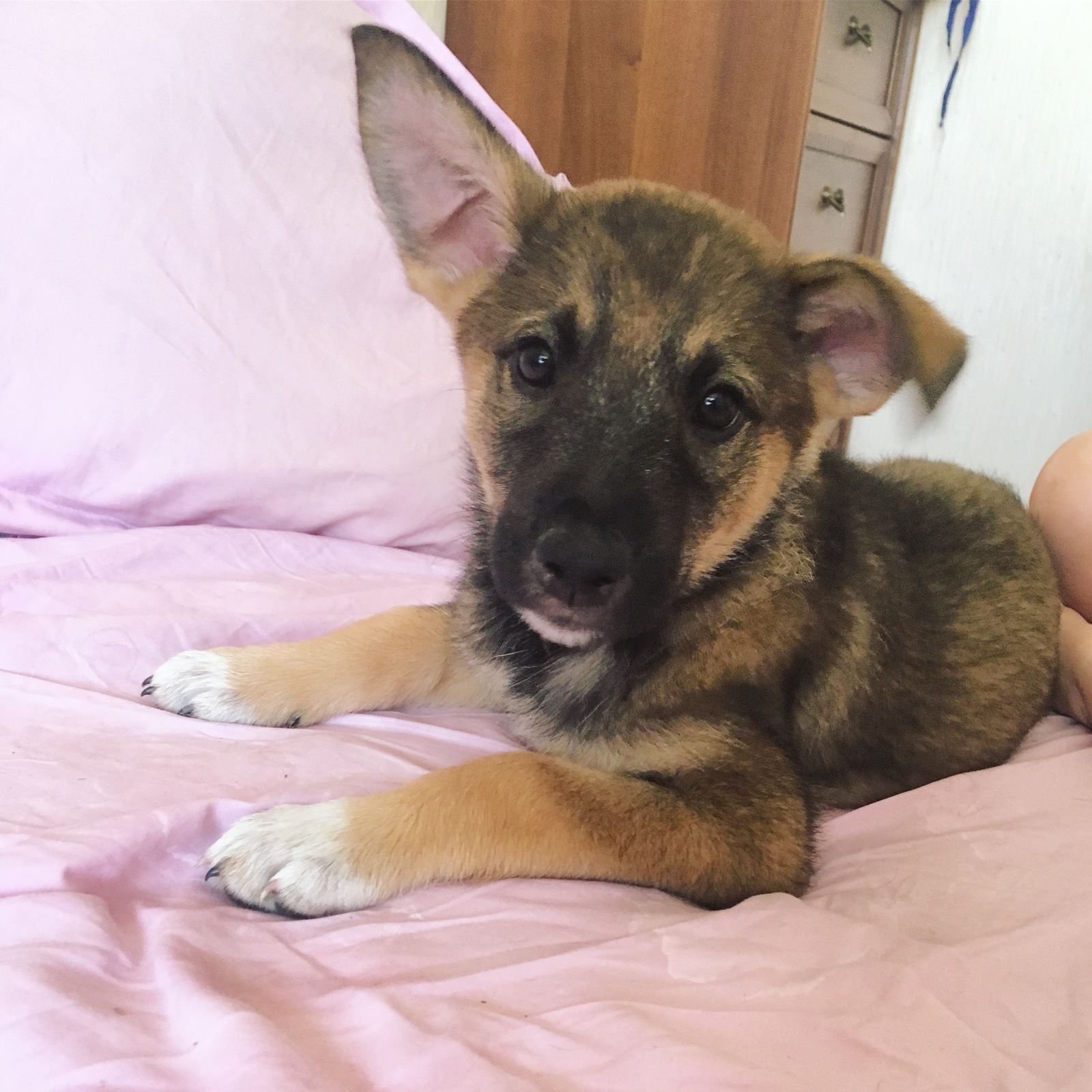 Puppy looking for a home - My, Moscow, Puppies, Dog, No rating, In good hands, Cur, Longpost