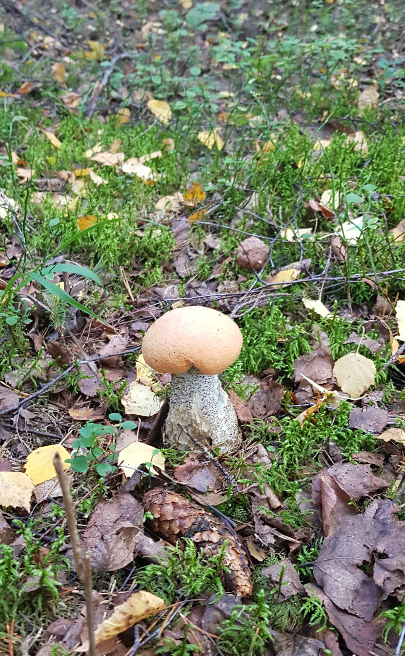 My beauties - My, Mushrooms, Leningrad region, Mining, Longpost