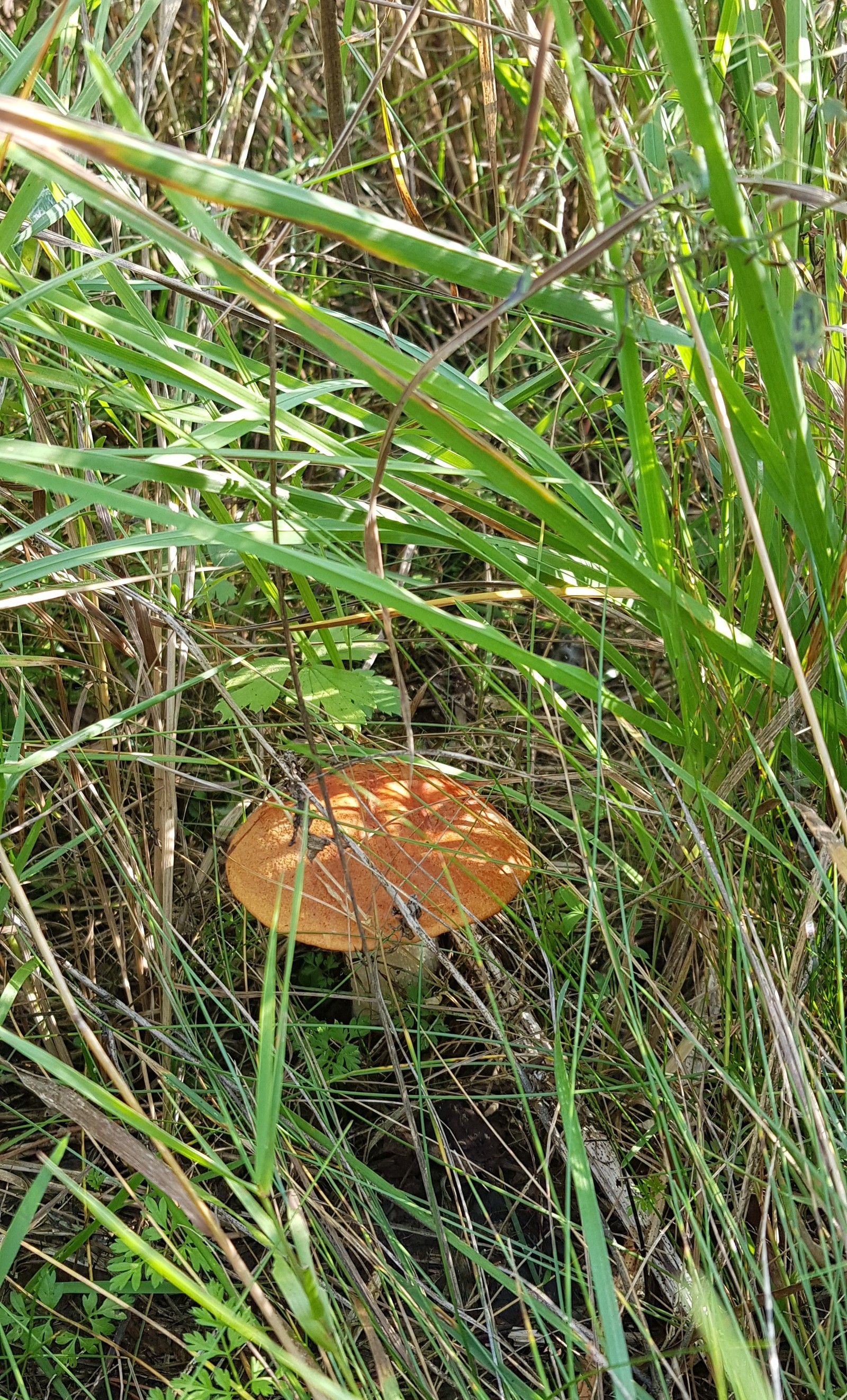 My beauties - My, Mushrooms, Leningrad region, Mining, Longpost