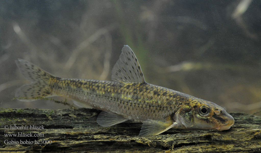 Gudgeon - My, Ocean, Longpost, Gudgeon, A fish