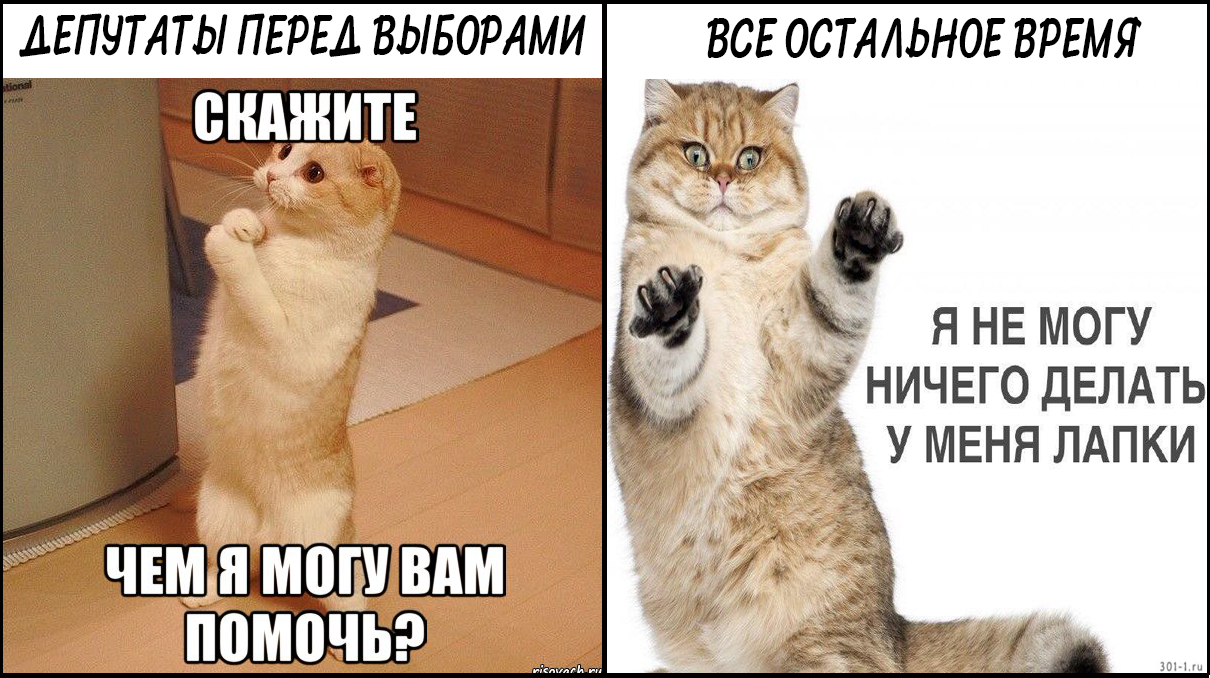 Вся правда о выборах депутатов - Моё, Депутаты, Выборы, Картинка с текстом, Кот