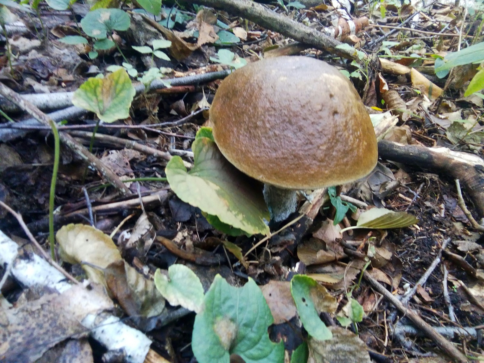 Silent hunt - My, Silent hunt, Mushrooms, Zhytomyr region, Catch, Longpost