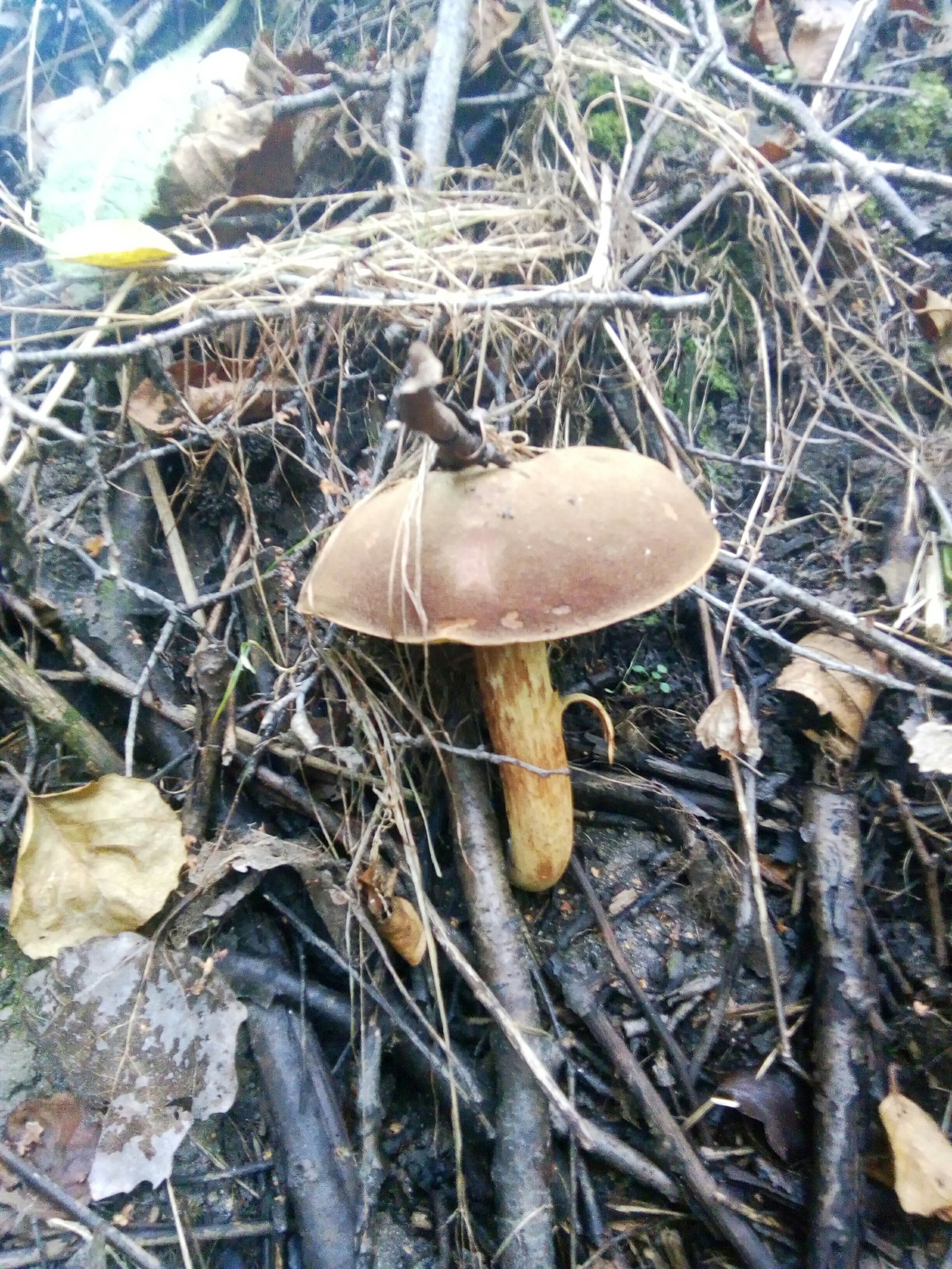 Silent hunt - My, Silent hunt, Mushrooms, Zhytomyr region, Catch, Longpost