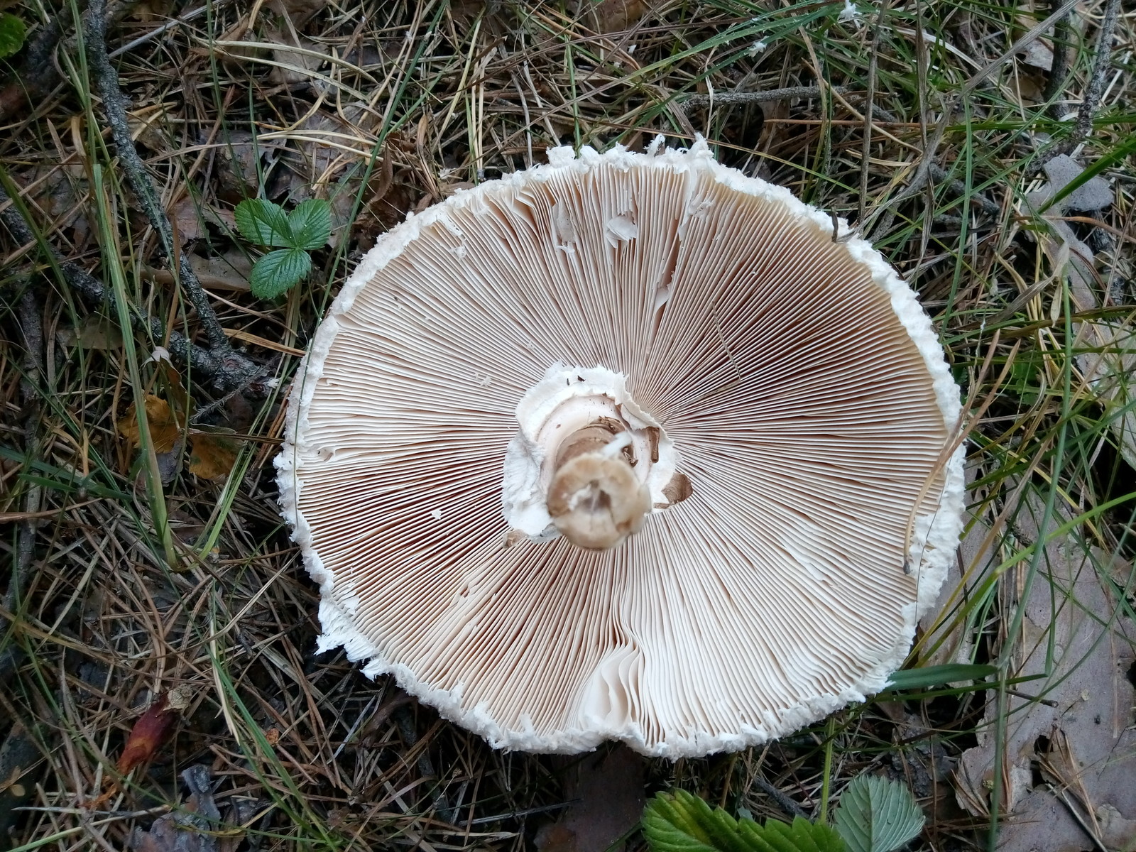 Tropical umbrella visiting the Urals - Mushrooms, Miracle Mushrooms, Poisonous mushrooms, Tropics, Longpost