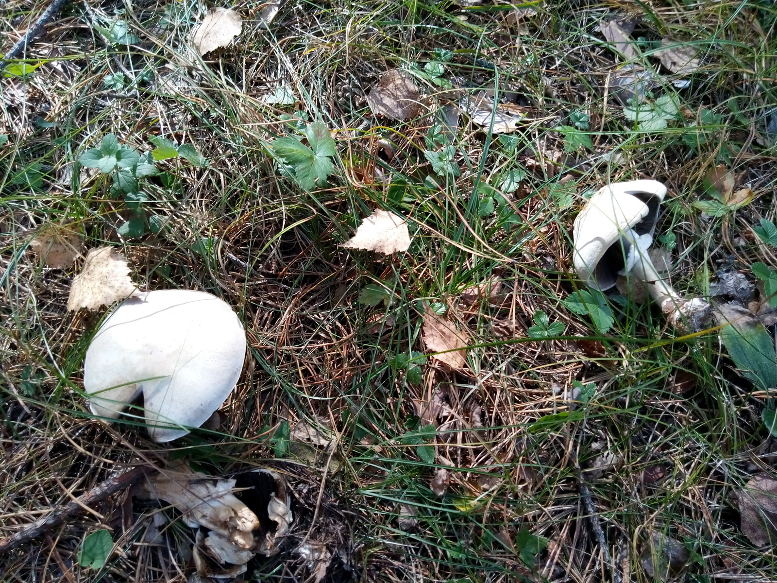 Tropical umbrella visiting the Urals - Mushrooms, Miracle Mushrooms, Poisonous mushrooms, Tropics, Longpost