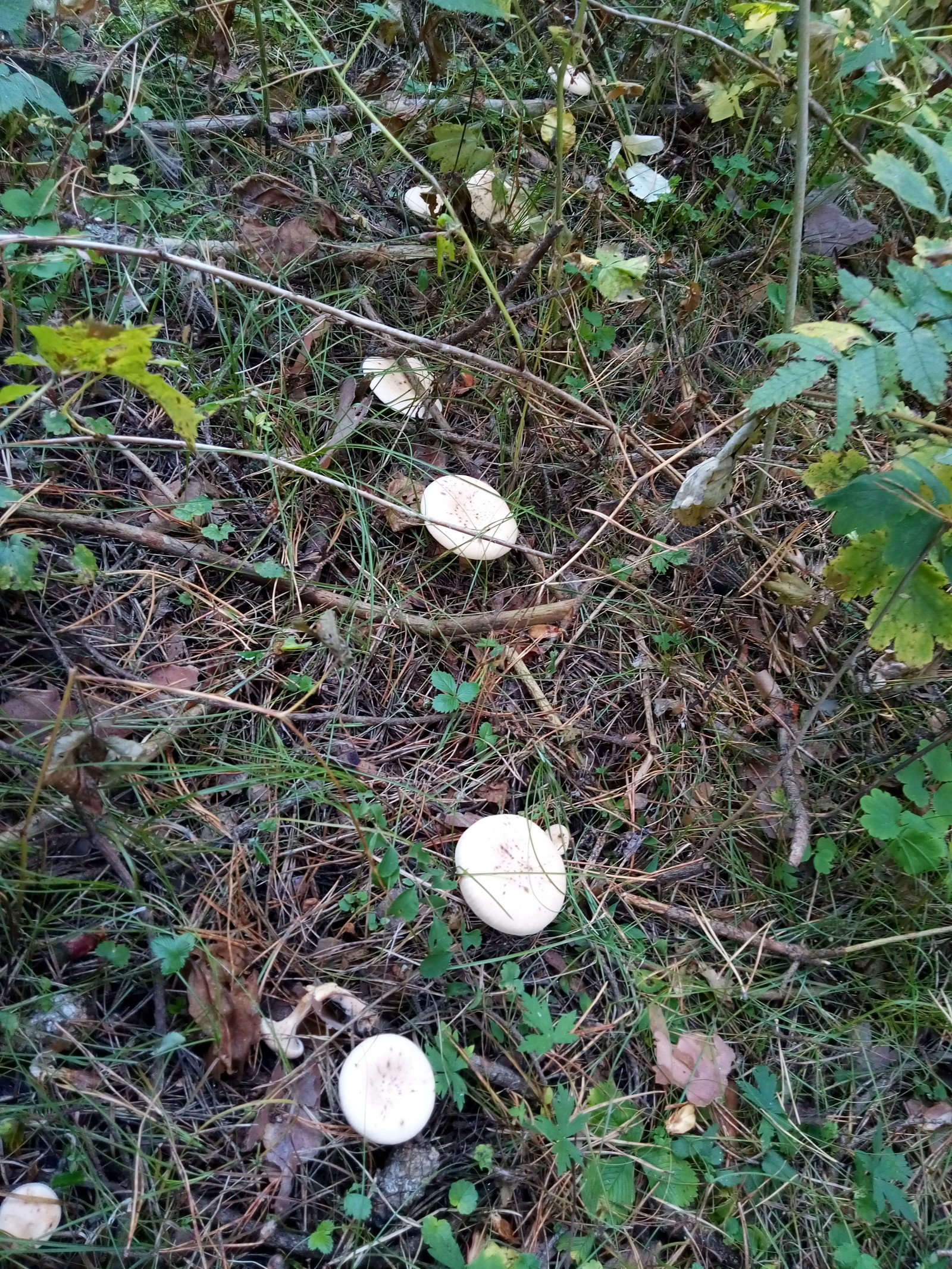 Tropical umbrella visiting the Urals - Mushrooms, Miracle Mushrooms, Poisonous mushrooms, Tropics, Longpost