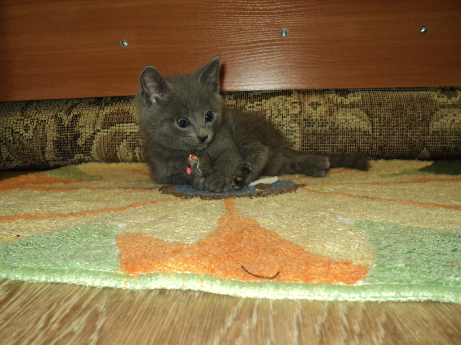 Kitten Grey's first day at my house. - My, cat, Longpost, Pet, , Pets