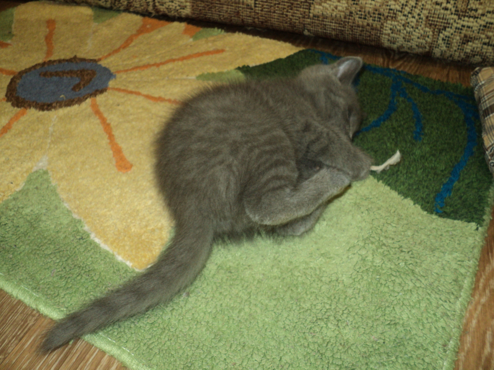 Kitten Grey's first day at my house. - My, cat, Longpost, Pet, , Pets