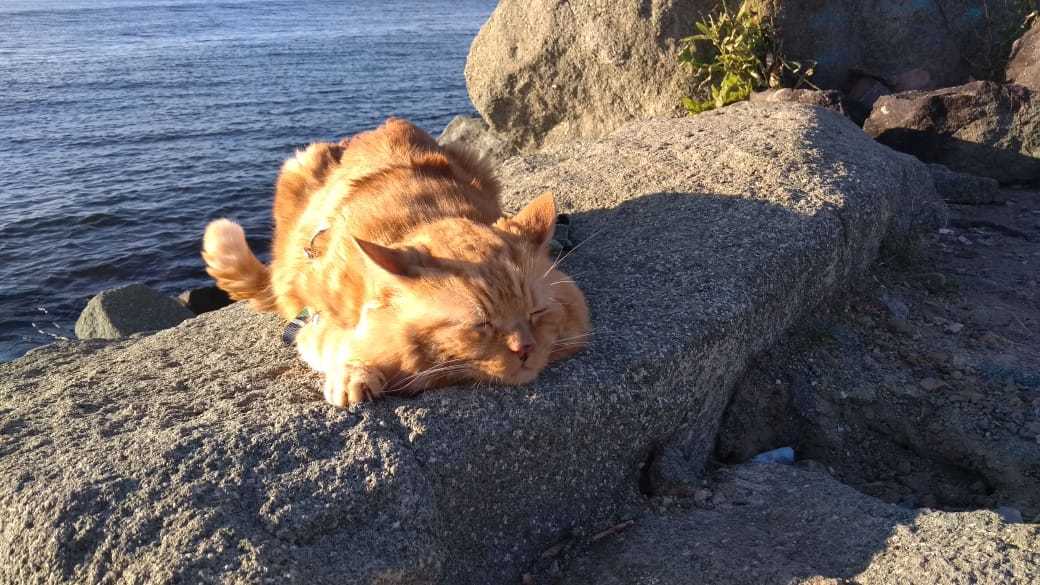 The Cat and the Sea - cat, Redheads, Japanese Sea, Vladivostok, Walk