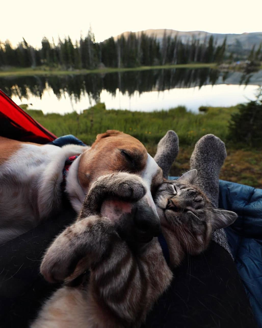 Quiet time outdoors - Dog, cat, Dream, Nature, friendship