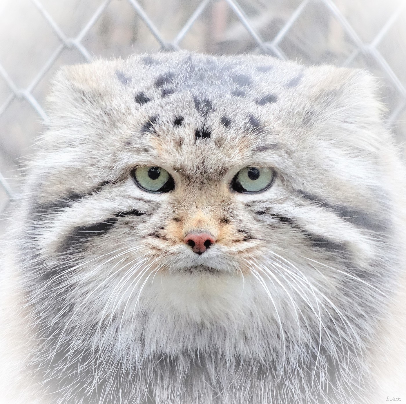 Well, why are you looking at me? - cat, Milota, Pallas' cat