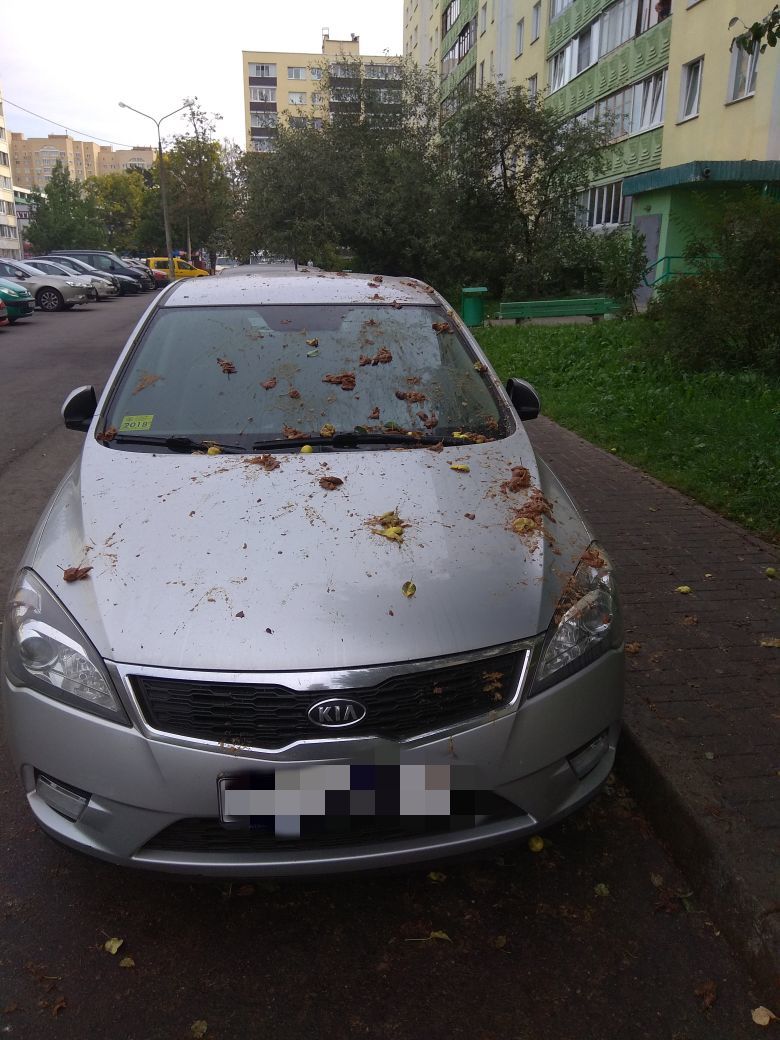 Every morning a new victim - My, Pears, Braga, Auto, Minsk