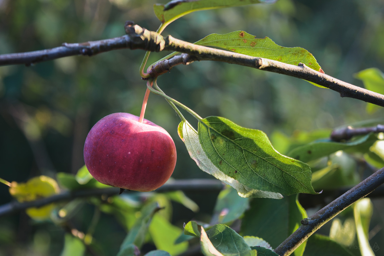 Cream tenderness - My, The photo, Apples, Leaves, Thing, Nikon d5200, 18-55 kit, Longpost