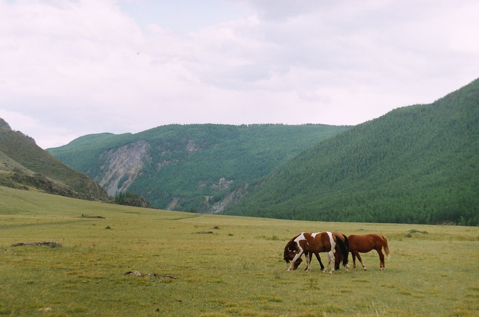 Алтай, пленка - Моё, Алтай, Поход, Природа России, Природа, Зенит-Ет, Пленка не умерла, Фотопленка, Длиннопост, Республика Алтай