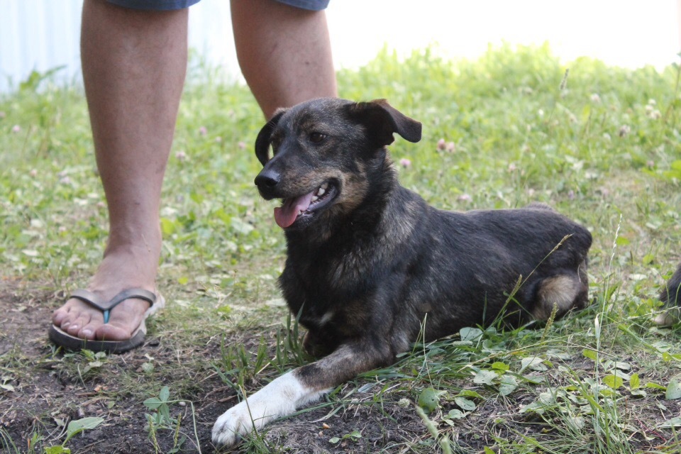 A seamstress and a welder from Chelyabinsk made a wheelchair and a special suit for a dog with only one paw - Animals, Dog, Disabled person, Chelyabinsk, Longpost