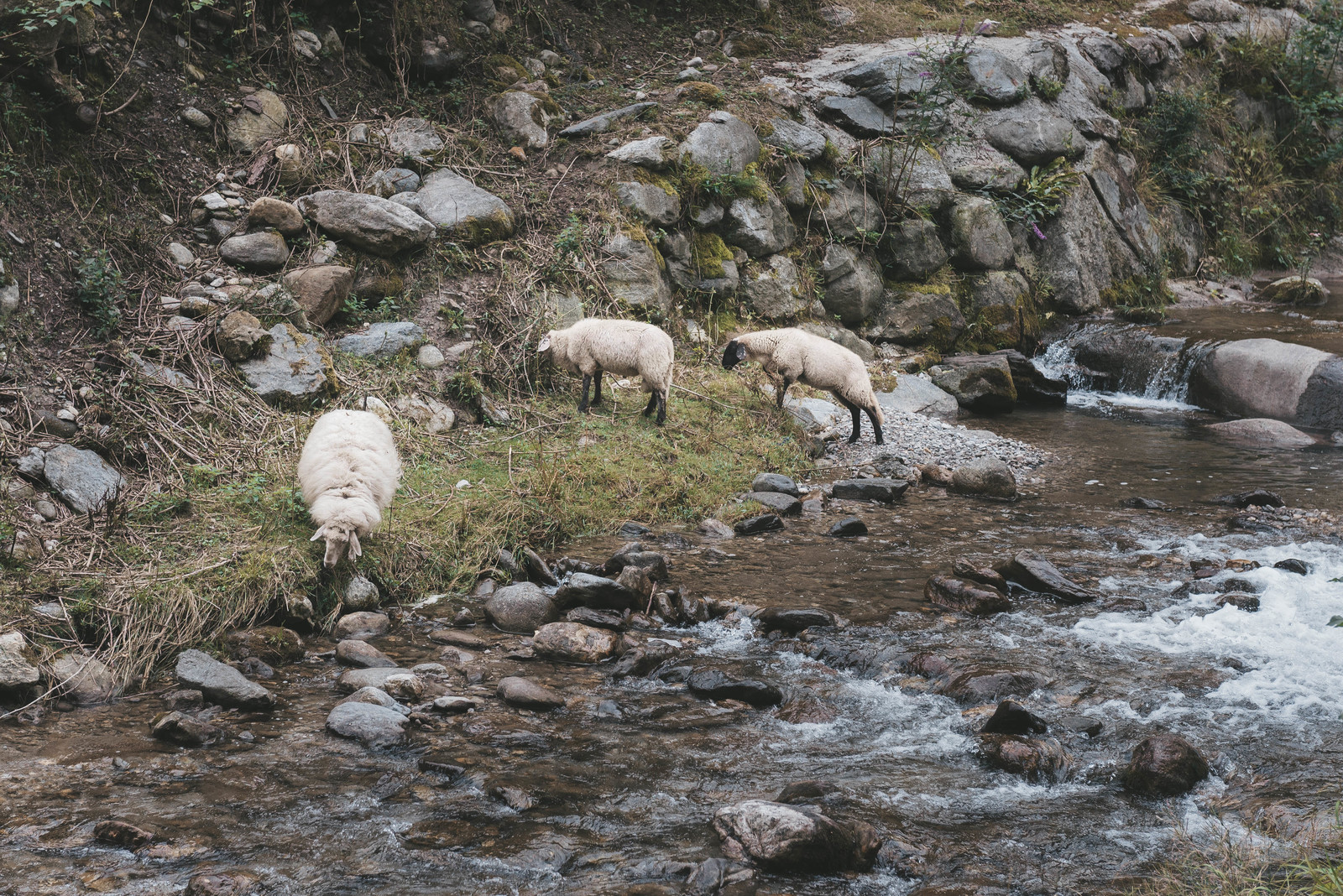 Sheep on Lake Como - My, Beginning photographer, Animals, The mountains, Mountain river, Lake Como