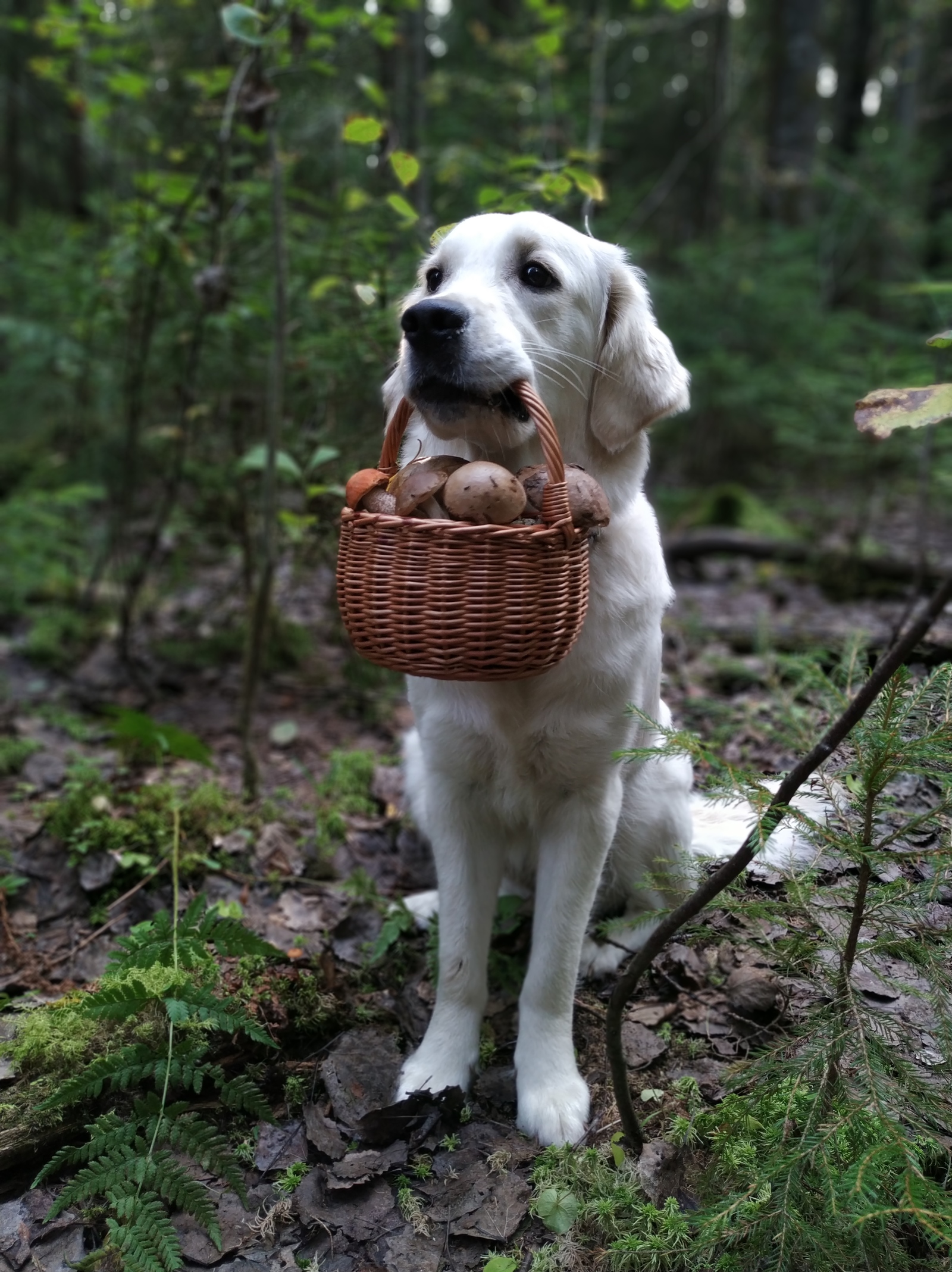 Here, that one ... Gribochkov was brought in. - My, Dog, Mushrooms, Forest, Longpost