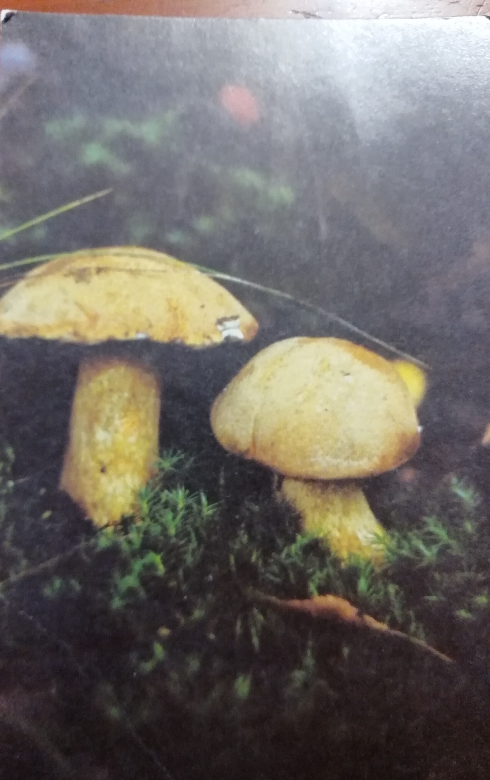 Mushrooms - Mushrooms, Postcard, Longpost