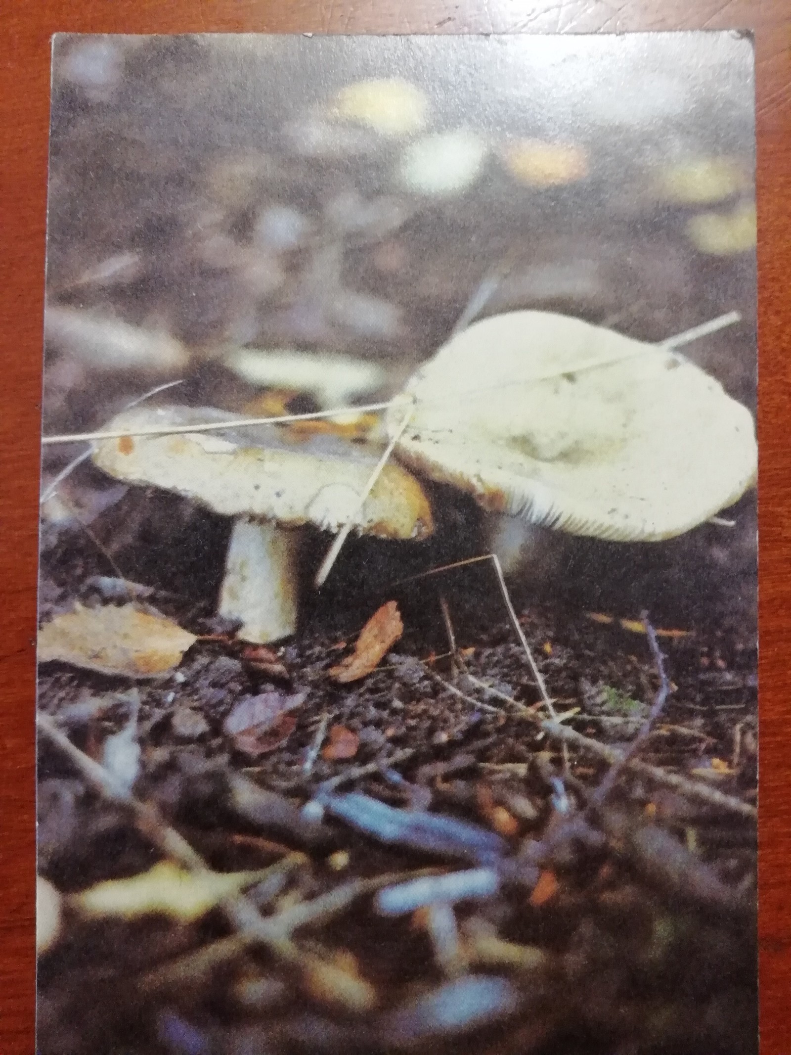 Mushrooms - Mushrooms, Postcard, Longpost