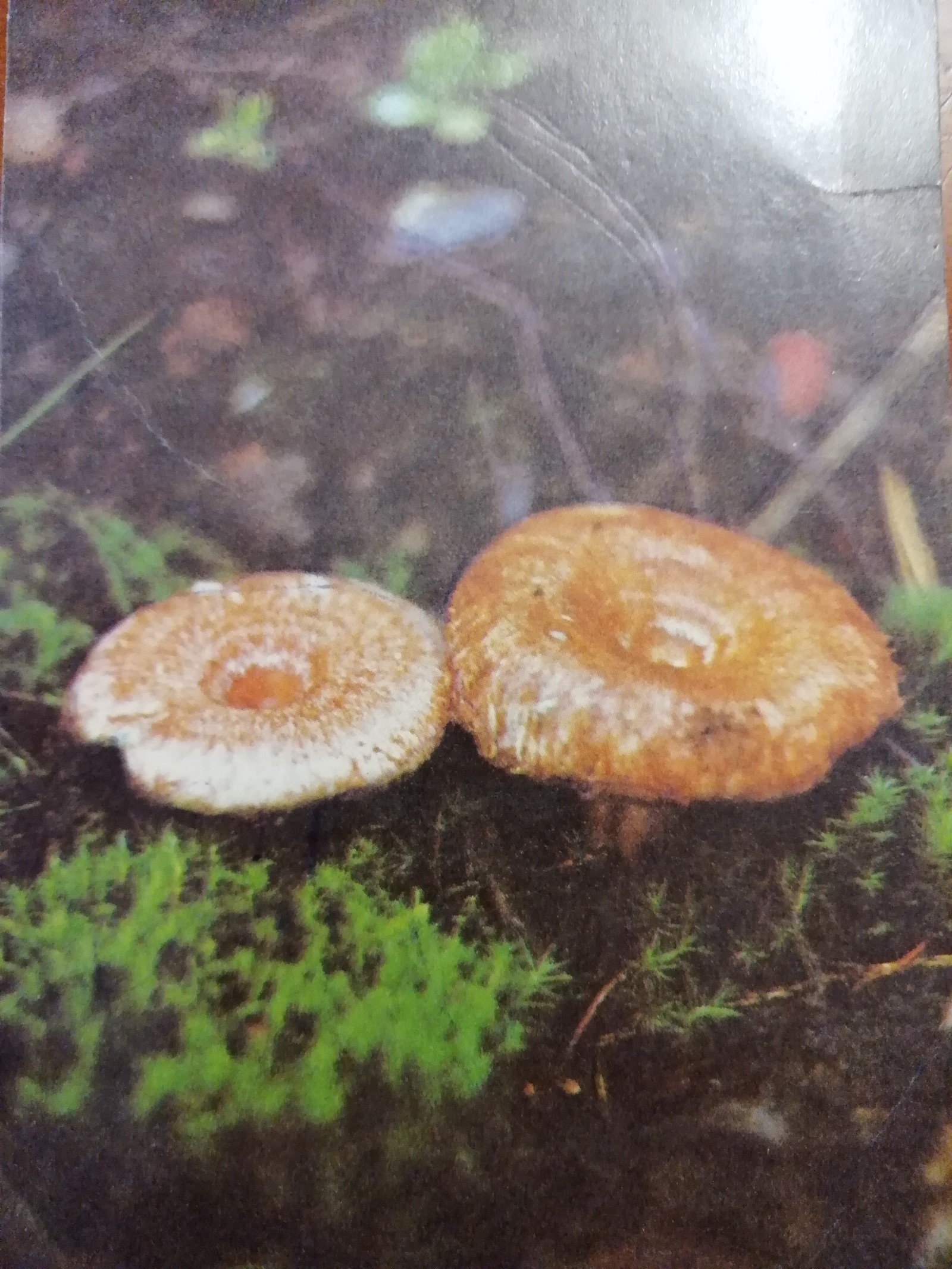 Mushrooms - Mushrooms, Postcard, Longpost