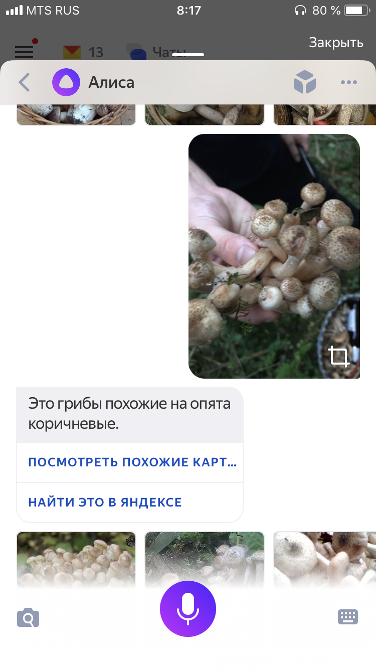 How to go mushroom picking in 2018 - My, Mushrooms, Mushroom pickers, Life hack, Longpost, Yandex Alice