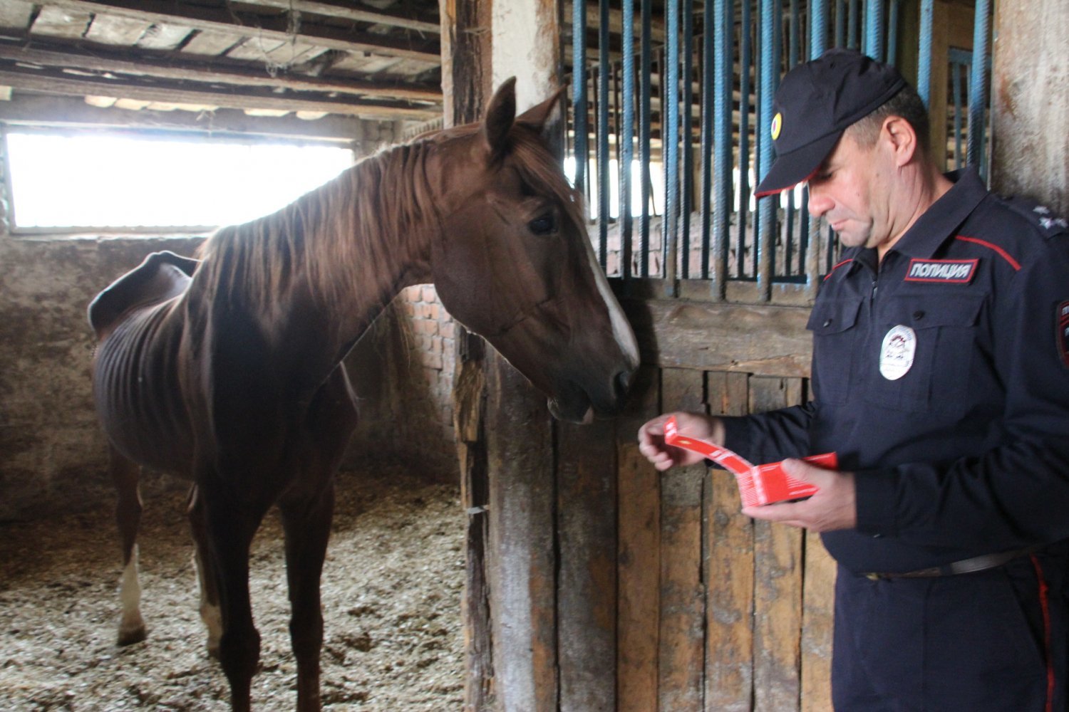 In the Saratov cavalry regiment, horses are being starved to death?! - Saratov, , Horses, Longpost, Negative