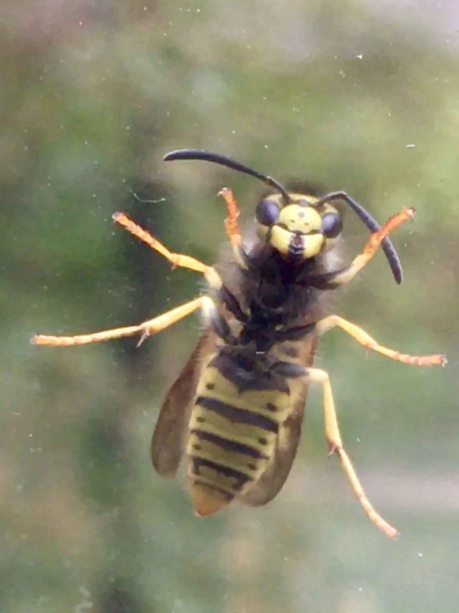 My fear number 1 - My, Wasp, Horror, Fear, Run away, Longpost