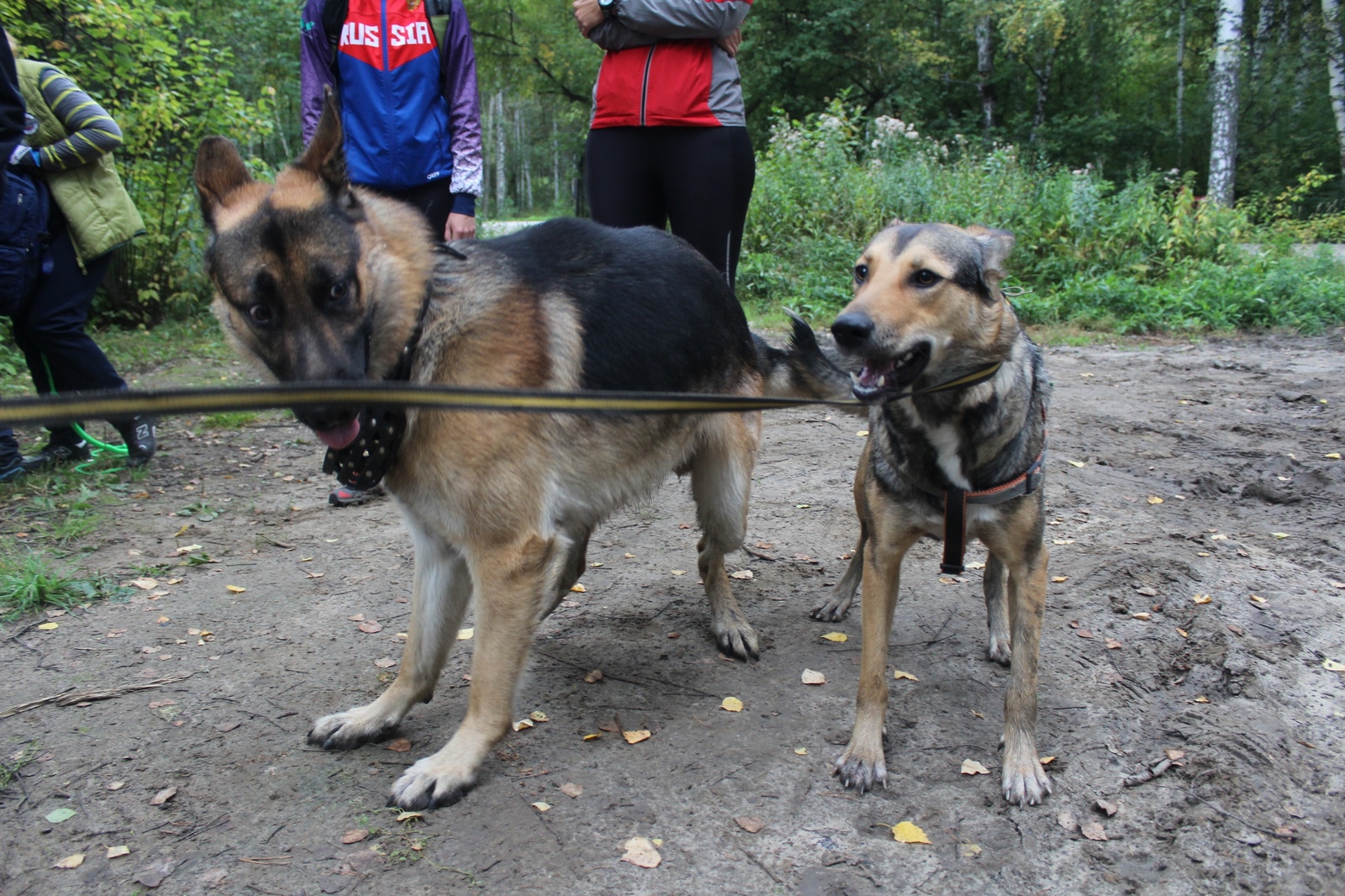 Shaggy cross - Dog, , , Tomsk, , Longpost