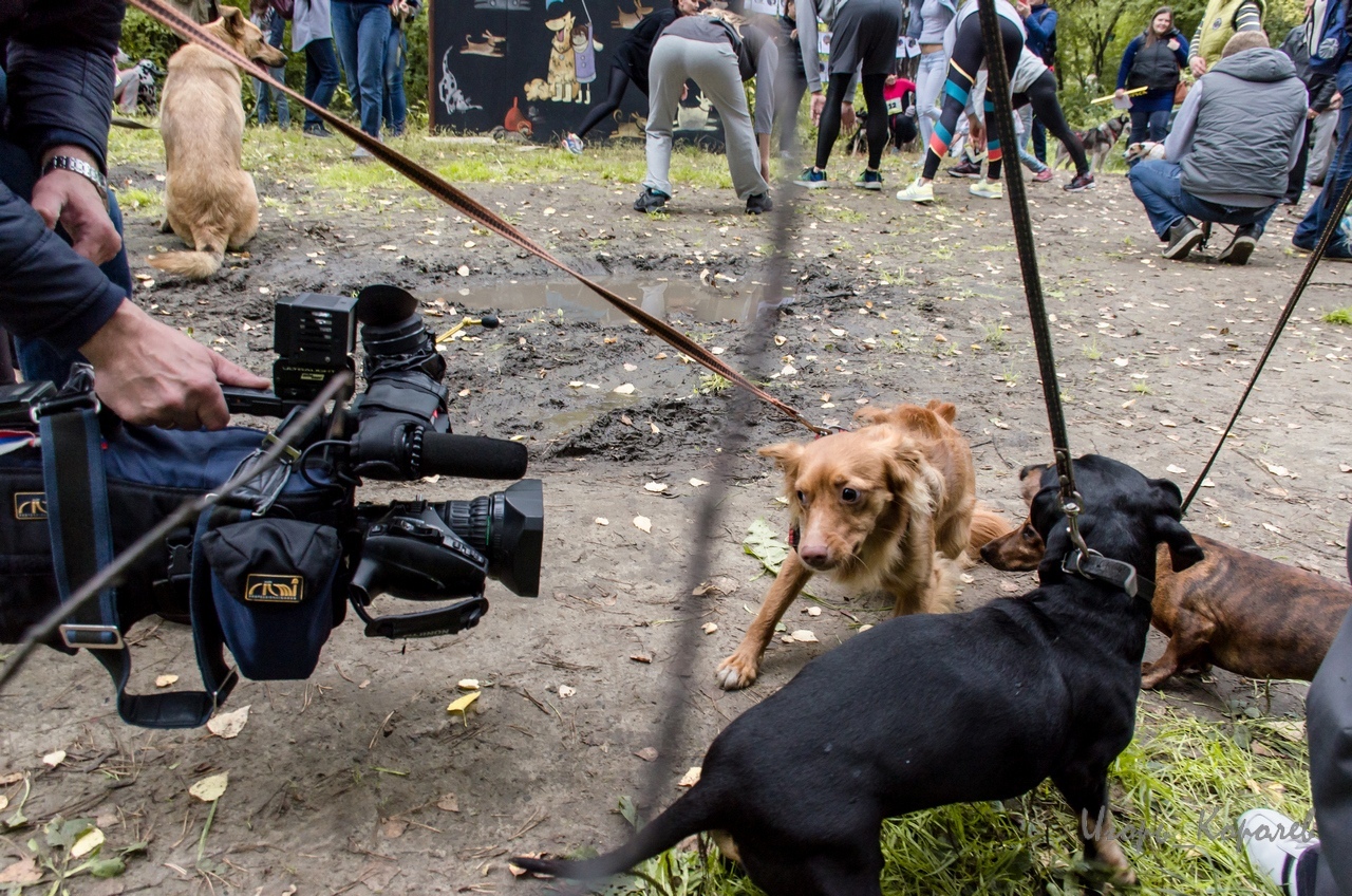 Shaggy cross - Dog, , , Tomsk, , Longpost