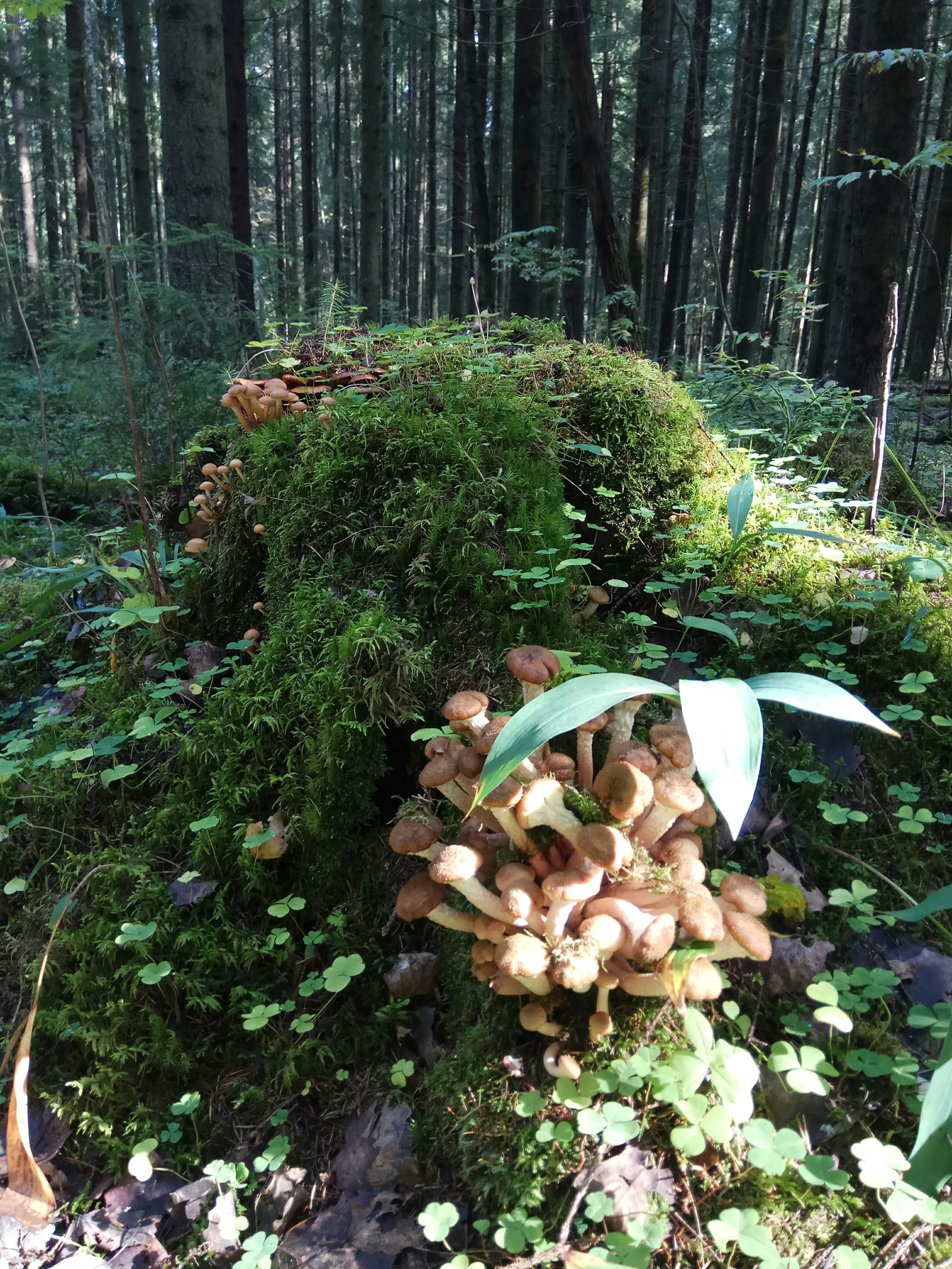 Wake up at five in the morning to eat blueberries and pick mushrooms :) - Autumn, Mushrooms, Stump