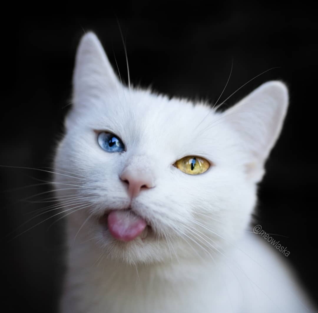 Oh those eyes.. - cat, Heterochromia, Eyes, , Longpost