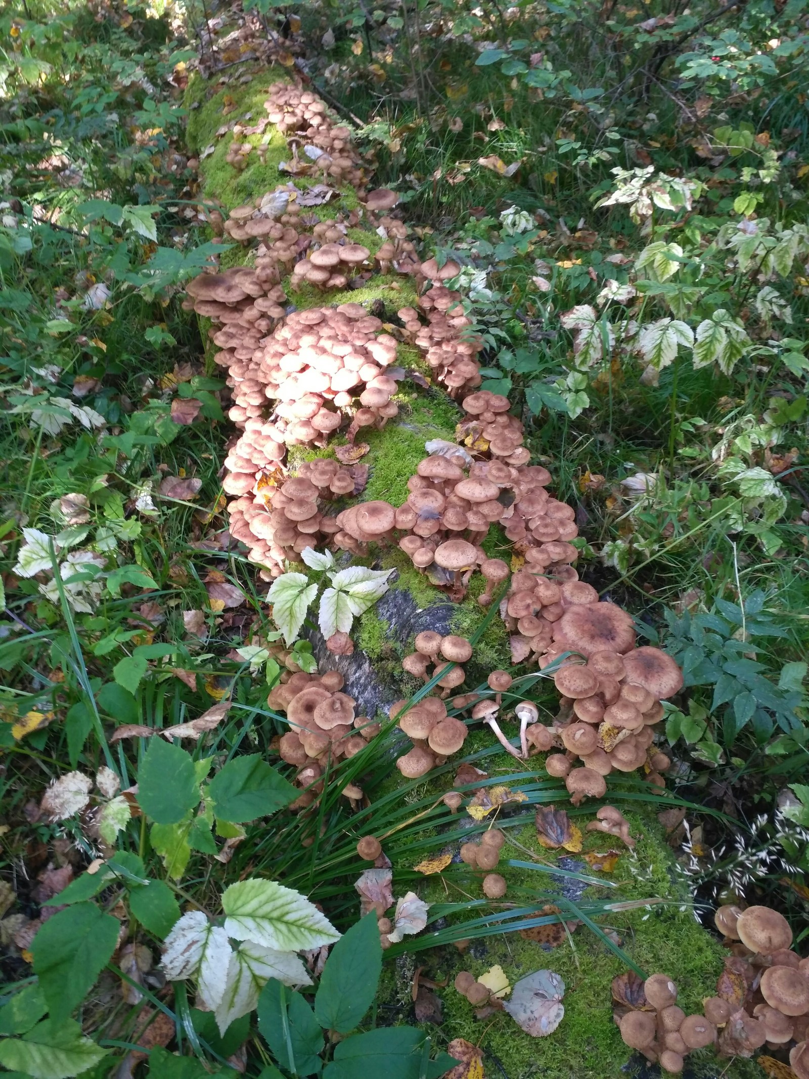 Catch! - Silent hunt, Mushrooms, Honey mushrooms, Longpost