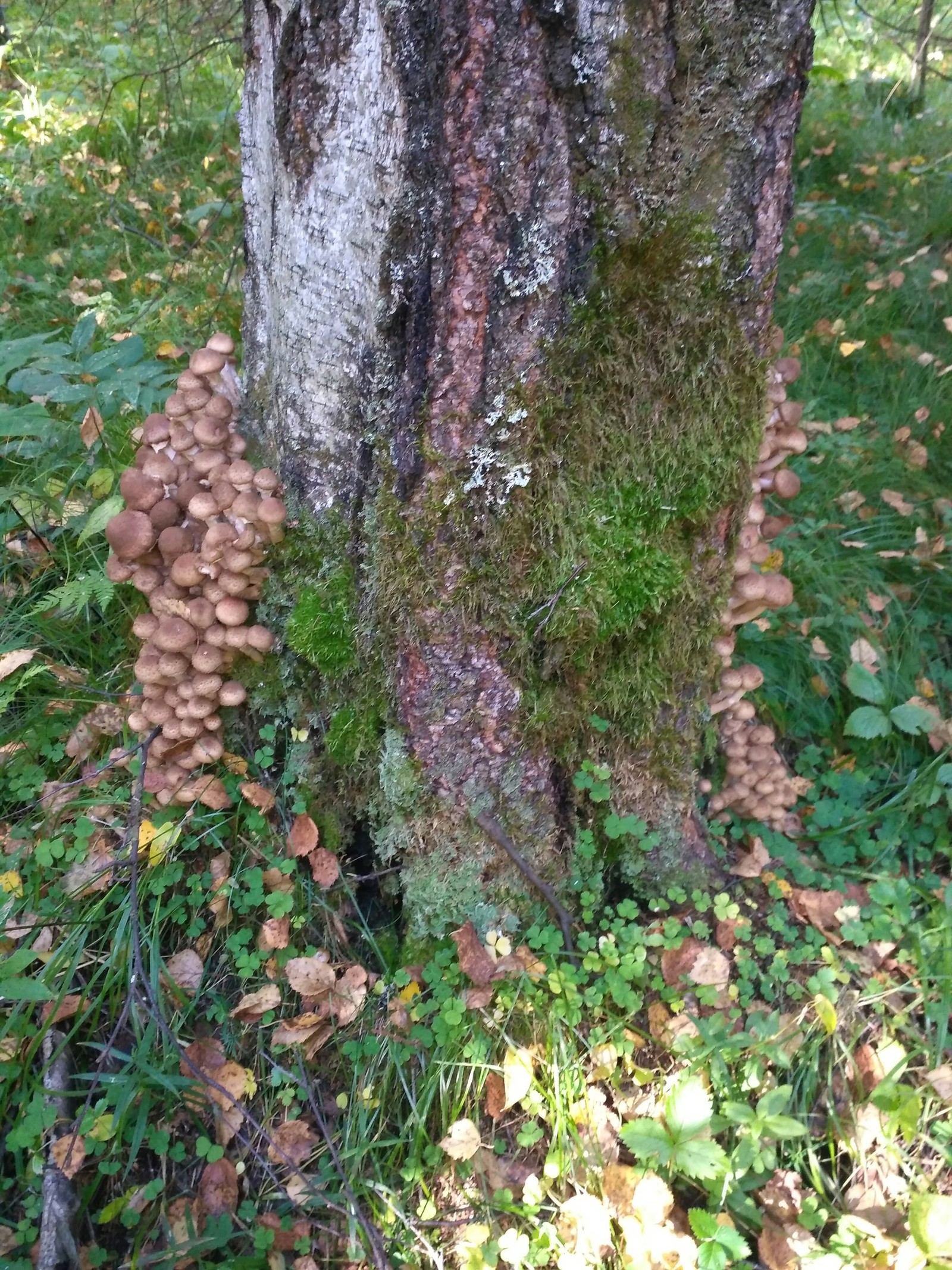 Catch! - Silent hunt, Mushrooms, Honey mushrooms, Longpost