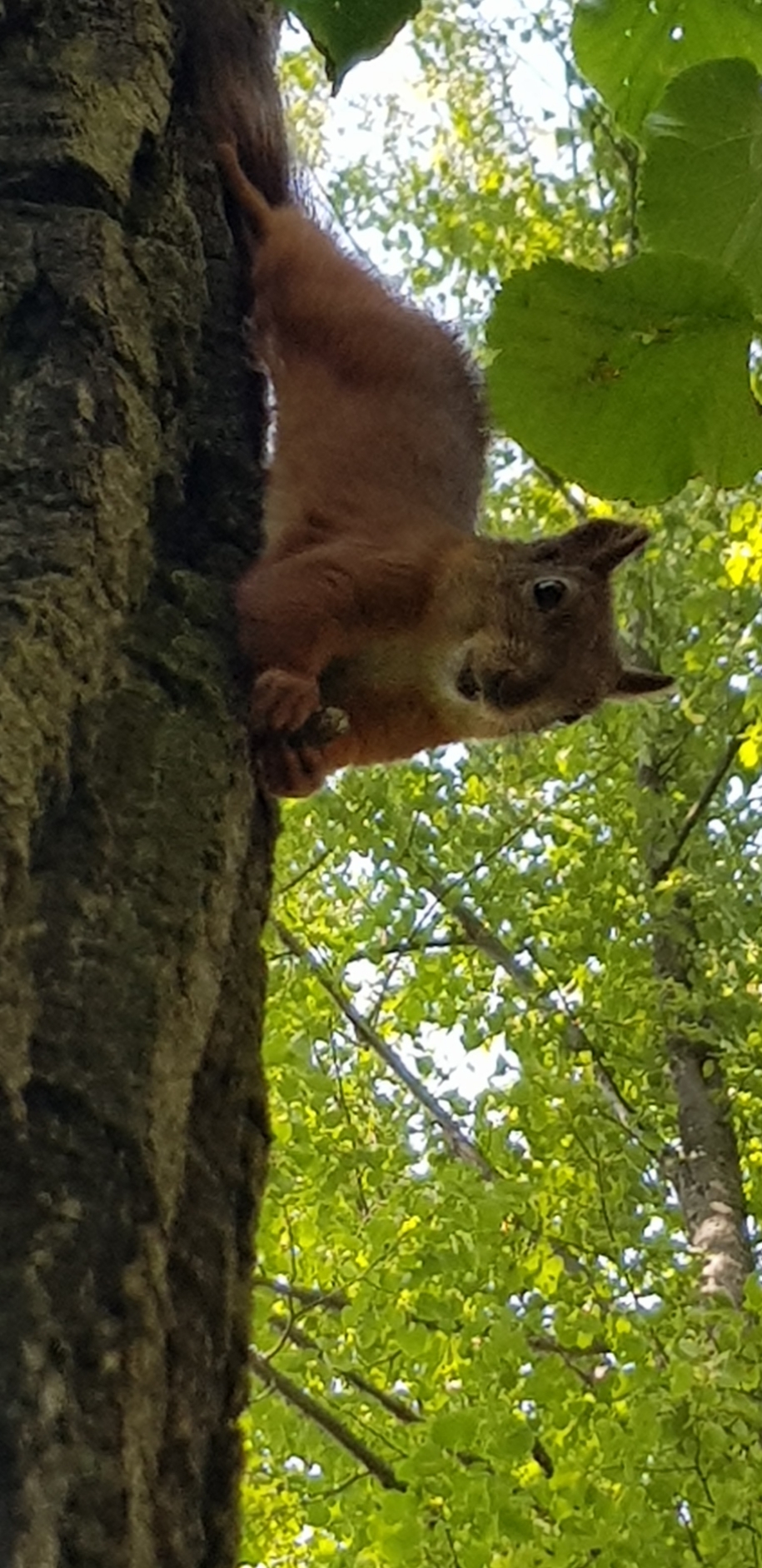 Hey! - My, Squirrel, Smile