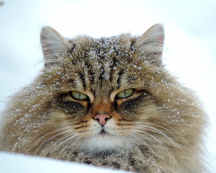 The beauty of Siberian cats - cat, Siberia, Longpost