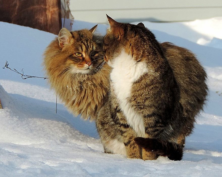 The beauty of Siberian cats - cat, Siberia, Longpost