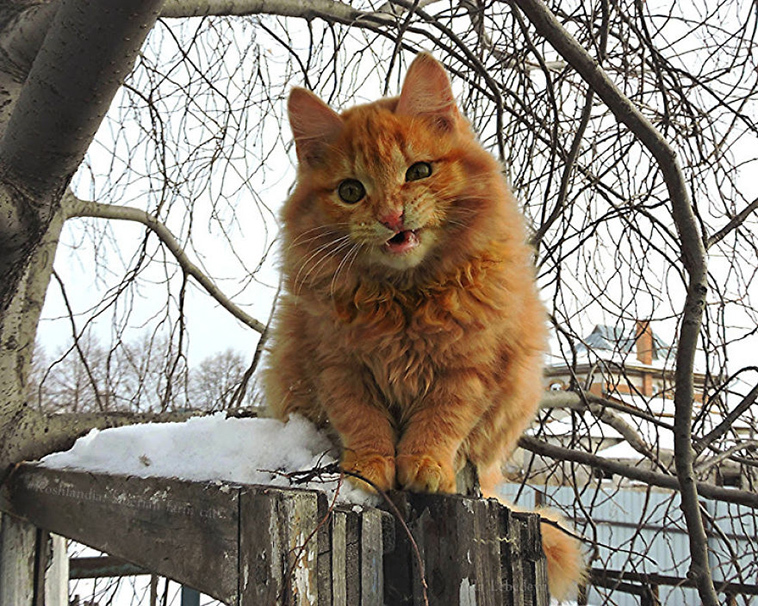 The beauty of Siberian cats - cat, Siberia, Longpost