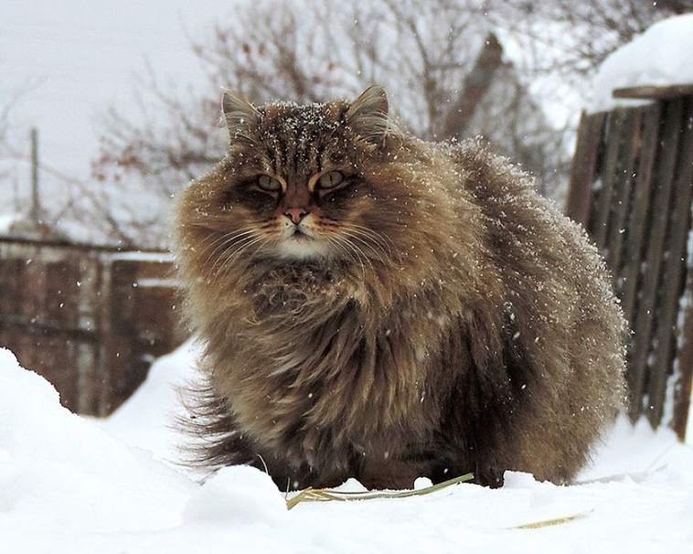 The beauty of Siberian cats - cat, Siberia, Longpost