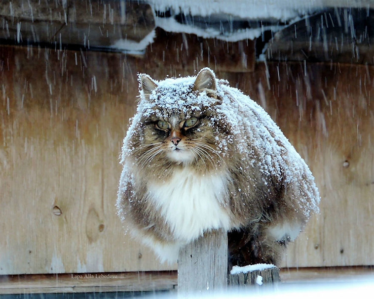 The beauty of Siberian cats - cat, Siberia, Longpost